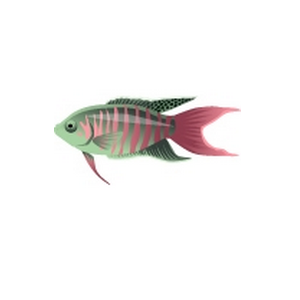 Pinkstripe Paradise Fish